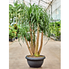 Beaucarnea recurvata