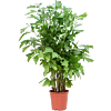 Caryota mitis