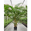 Areca
