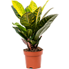 Croton petra