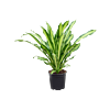 Dracaena fragrans 'Burley'