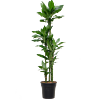 Dracaena fragrans 'Burundii'