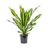 Dracaena fragrans 'Burley'