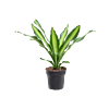 Dracaena fragrans 'Burley'
