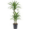 Dracaena deremensis 'Warneckei'