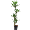 Dracaena deremensis 'Warneckei'