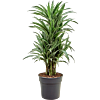 Dracaena deremensis 'Warneckei'