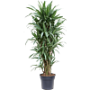 Dracaena deremensis 'Warneckei'