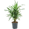 Dracaena deremensis 'Warneckei'