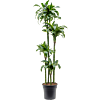 Dracaena fragrans dorado grote kantoorplant