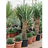 Dracaena draco 'Compact'