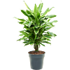 Dracaena fragrans 'Golden Coast'