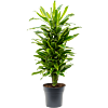 Dracaena fragrans 'Golden Coast'