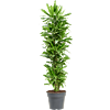 Dracaena fragrans 'Golden Coast'