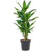 Dracaena fragrans 'Burundii'