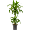 Dracaena fragrans 'Janet Craig'