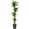 Dracaena fragrans 'Janet Craig'
