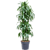 Dracaena fragrans 'Janet Craig'