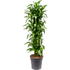 Dracaena fragrans 'Janet Craig'