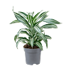 Dracaena fragrans 'Jade Jewel'