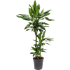 Dracaena fragrans 'Janet Lind'