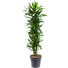 Dracaena fragrans 'Janet Lind'