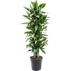 Dracaena fragrans 'Janet Lind'