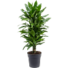 Dracaena fragrans 'Janet Lind'