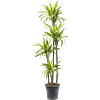 Dracaena fragrans 'Lemon Lime'