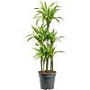 Dracaena fragrans 'Lemon Lime'