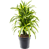Dracaena fragrans 'Lemon Lime'