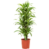 Dracaena fragrans 'Lemon Lime'