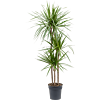 Dracaena marginata kantoorplant