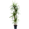 Dracaena marginata
