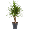 Dracaena marginata