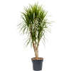 Dracaena marginata, kantoorplant op stam