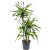Dracaena fragrans 'Riki'