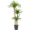 Dracaena fragrans 'Riki'