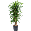Dracaena fragrans 'Riki'