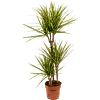 Dracaena marginata 'Sunray'