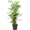 Dracaena surculosa (90-120)