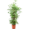 Dracaena surculosa