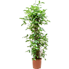 Dracaena surculosa