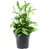 Dracaena surculosa