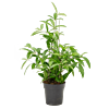 Dracaena surculosa