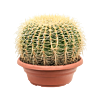 Echinocactus grusonii