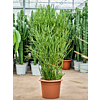 Euphorbia tirucalli