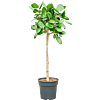 Ficus benghalensis 'Audrey'