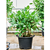 Ficus benghalensis