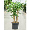 Ficus benghalensis, robuuste kantoorplant
